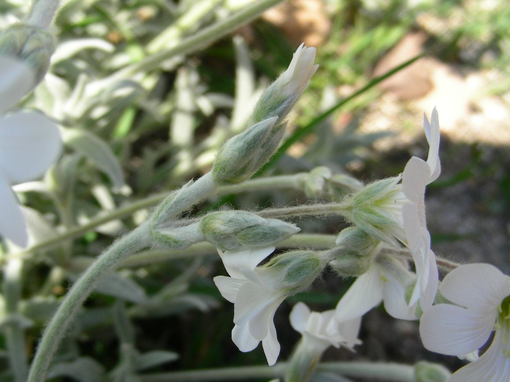 Monte SIRENTE in fiore ... Cerastium tomentosum